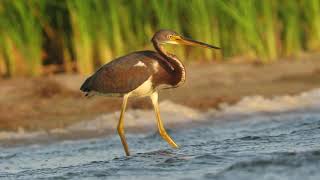 Tricolored Heron