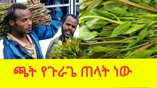 ጫት ለጉራጌ ምንድነው  የሚጠቅመው? gurage $ chat #gurage #ethiopian #yetbitube #ጫት