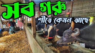 খামারের গরু গুলা কেমন আছে || মাখনকে বের করলাম || Purbasha Agro