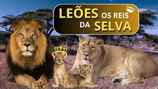 LEÕES os Reis da Selva