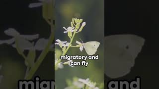 Large White Butterfly 🦋🦋✨🦋