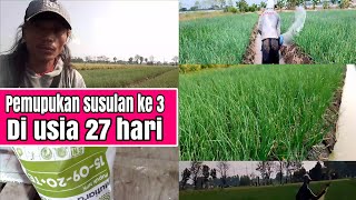 pemupukan ke 3 di usia bawang merah 27 hari