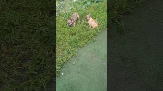 Щенки французского бульдога, гуляют. French bulldog puppies walking.#shorts