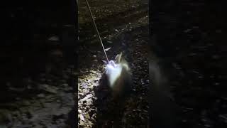 Catching a coon with a catch pole