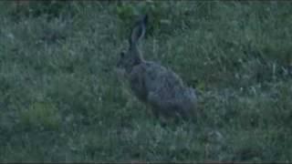 Poljski zajec (Brown hare)