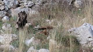 Poiana a caccia di prede ( Buteo buteo )