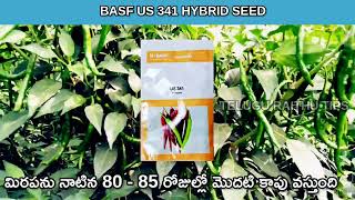 BASF US 341 F1 HYBRID CHILLI SEEDS || అధిక దిగుబడి ఇస్తున్న మిరప రకం || us 341 seeds information