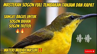 MASTERAN SOGON FULL TEMBAKAN TAJAM🔥🔥SANGAT COCOK UNTUK SOGON BAHAN#sogontrotol #sogon #sogonbahan