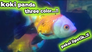 Ini dia Ikan koki panda three color yang banyak di minati..!!!