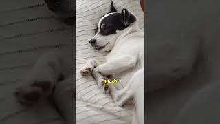 Why Is Your Senior Dog Sleeping More?