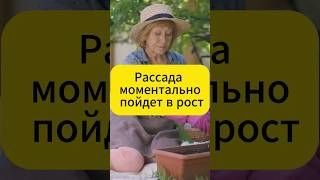 Секреты Советского удобрения для рассады!  #огород #дача #овощи #сад