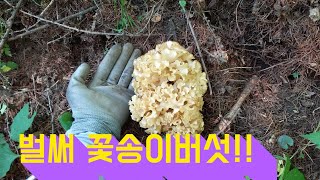 전국 최초? 6월 초에 벌써 꽃송이버섯!!