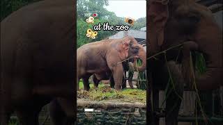 Jerapah di ragunan zoo