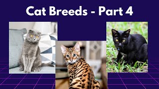 Cat Breeds - Part 4