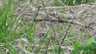 Smith's Longspur