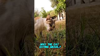 why the cat eating Grass? | Cat eating Grass #cats