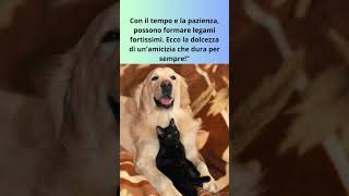 "Cane e Gatto Un Amore Speciale" #shorts  #curiosita #amicifelini #cani #gatti  #pets #cute