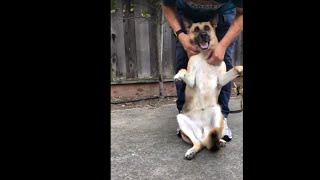 German Shepherd Can’t Get Enough Belly Rub… Wait Until The End.