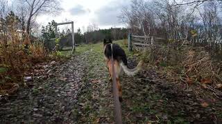 German shepherd on walk. Eros på tur. 01.11.2024. still you tubes most boring video part 1