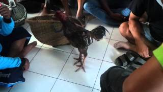 Belasan Orang Tertangkap Saat Berjudi Sabung Ayam