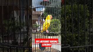 TIPS MERAWAT BURUNG LOVEBIRD SUPAYA GACOR #lovebirds #lovebirdchannel #burunglovebrid #lovebirdgacor