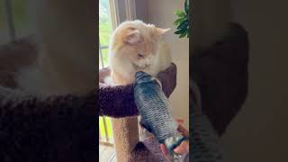 Cat 😻 reaction with the Fish 🐠 🎣