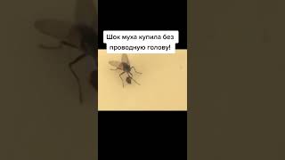 #юмор #подпишись #прикол #рофл #shortsvideo