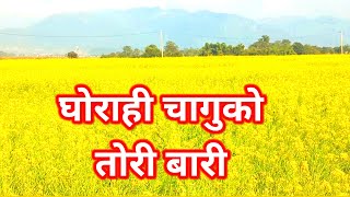 Toribari|| Ghorahi Chagu ko Toribari|| तोरि बारि|| घोराही चागु गाउको तोरिबारी||Mustard field||