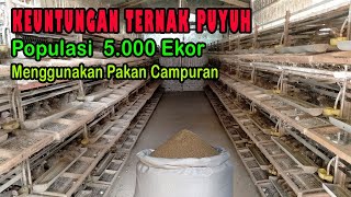 Keuntungan Ternak Puyuh 5.000 Ekor