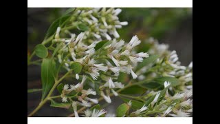 CHILCA (Baccharis halimifolia)