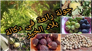 جولة بضيعة لزراعة البطيخ الاصفر ( السويهلة ) وأيضا الدلاح 🍉والكرموس بمنطقة دكالة المغرب