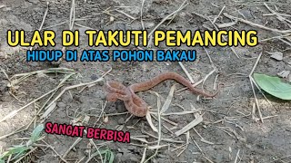 ULAR BAKAU SANGAT BERBISA HATI-HATI BAGI YANG SUKA BLUSUKAN