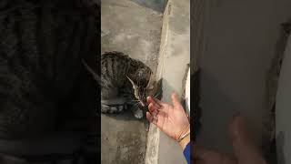 Cat chewing hooman finger 😂 #catvideos