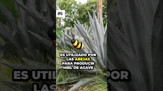 Revelamos 9 datos raros de la planta de 🌿 AGAVE 🌿 que te impresionarán