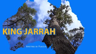 King Jarrah - WA- Australia