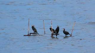 Il trabucco dei Cormorani ( Phalacrocorax  carbo )