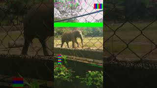 Sunday outing✌️🥳#1st December ✌️🥳#enjoy ✌️🥳#youtubeshorts #shortsviral #animals #zoo 🐘🐘