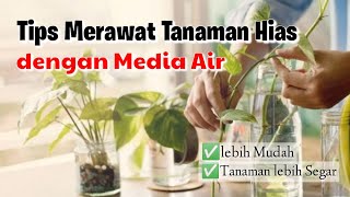 10 Tips Merawat Tanaman Hias dengan Media Air