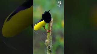 Amazing Birds | Birds of Paradise Unveiled: The Enchanting Twelve-Wired Beauty and Soothing Chirps