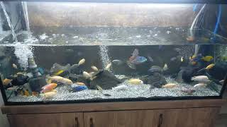 80% water change of African Cichlid's aquarium Tank 600 liter