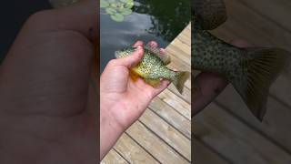 Nice bluegill with orange fins ￼