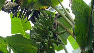 IMPORTANCIA DEL SUELO EN CULTIVO DE PLÁTANO Y BANANO.