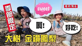 【季節限定】大樹金鑽鳳梨採果趣，雙寶吃到尖叫!  原來鳳梨心才是精華，不咬舌才是王道!