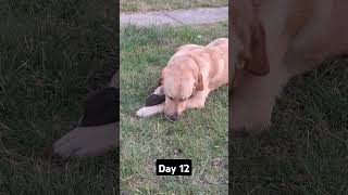 Day 12 until my dog gets 1k subscribers