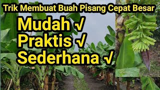 Trik Membuat Buah Pisang Cepat Besar