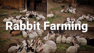 rabbit new video rabit beutifull video new rabbit #shorts #rabbit #youtubeshorts