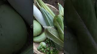 Harvest Eggplants, Sponge Beans, & Red Romaine lettuce || Panen Terong Putih,Hijau, Gambas, & Selada