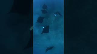 Manta rays feeding together on Ningaloo reef #shorts