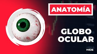 Globo ocular