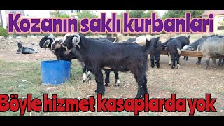 2021  ADANA KOZAN MERKEZ  KURBANLIK FİYATLARIII (EN UYGUN KURBANLIK FİYATLARI)#salazınmutfağı#kurban